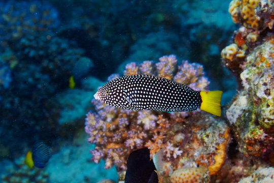 Spotted wrasse