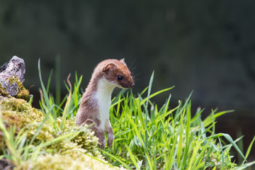 Stoat