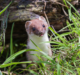 Stoat