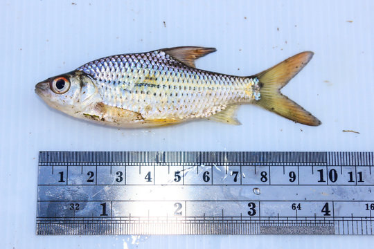 wild fish chondrostoma nasus with measuring tools isolated on wh