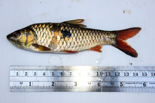 wild fish chondrostoma nasus with measuring tools isolated on wh
