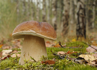 Penny bun fungus (Boletus edulis) growing in the forest.
