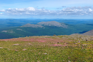 Alpine meadow with blooming bistort in Northern Ural, Russia