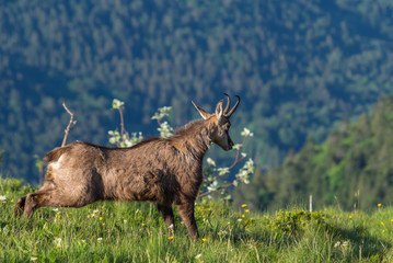 chamois