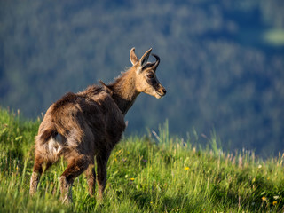 chamois