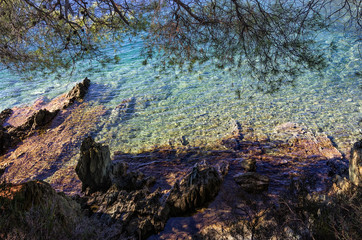The forest meets the sea