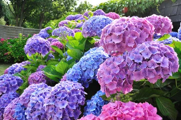 Photo sur Plexiglas Hortensia Fleurs d'hortensias bleues et roses