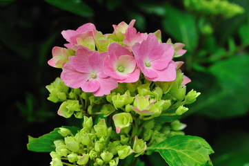 Fleurs d'hortensia rose en bouton