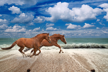 Plakaty  Konie biegnące wzdłuż wybrzeża