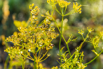 Autumn dill