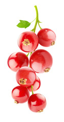 isolated berries. Bunch of red currant fruits isolated on white background