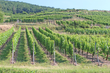 Fototapeta na wymiar Alsace, vignobles