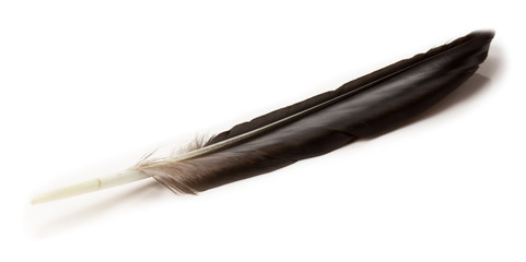 crow feather on the white background