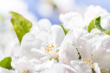 Naklejka na ściany i meble Spring garden closeup flowers blooming cherry trees