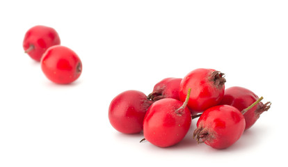 hawthorn isolated on white background