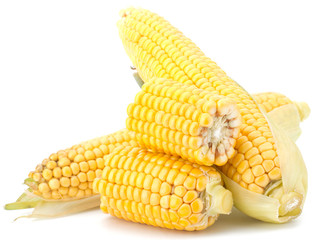 Fresh raw corn cobs isolated on the white background