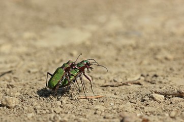 Feldsandläufer ( Cicindela campestris) bei der Paarung