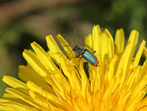 Zweifleckiger Zipfelk&auml;fer (Malachius bipustulatus)