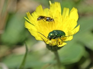 Seidiger Fallkäfer (Cryptocephalus sericeus) auf Habichtskraut