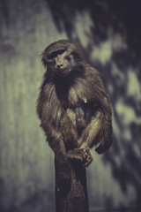 reserve, Baboon (Papio hamadryas ursinus) in a tree