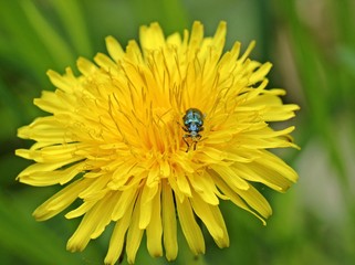 Seidiger Rohrkäfer (Plateumaris sericea) auf Löwenzahn