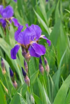 Portrait of beautiful iris flower
