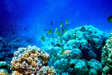 Fototapeta na wymiar Group of coral fish water.