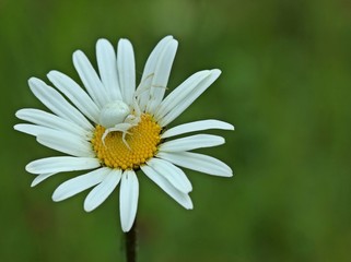 Weiße Krabbenspinne (Misumena vatia) lauert auf Beute