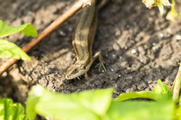 Viviparous Lizard, lacerta vivipara