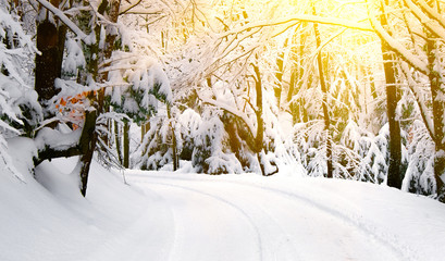 Дорога в зимнем лесу