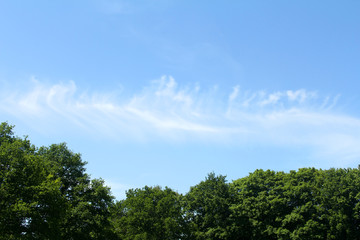 The sky with clouds and trees