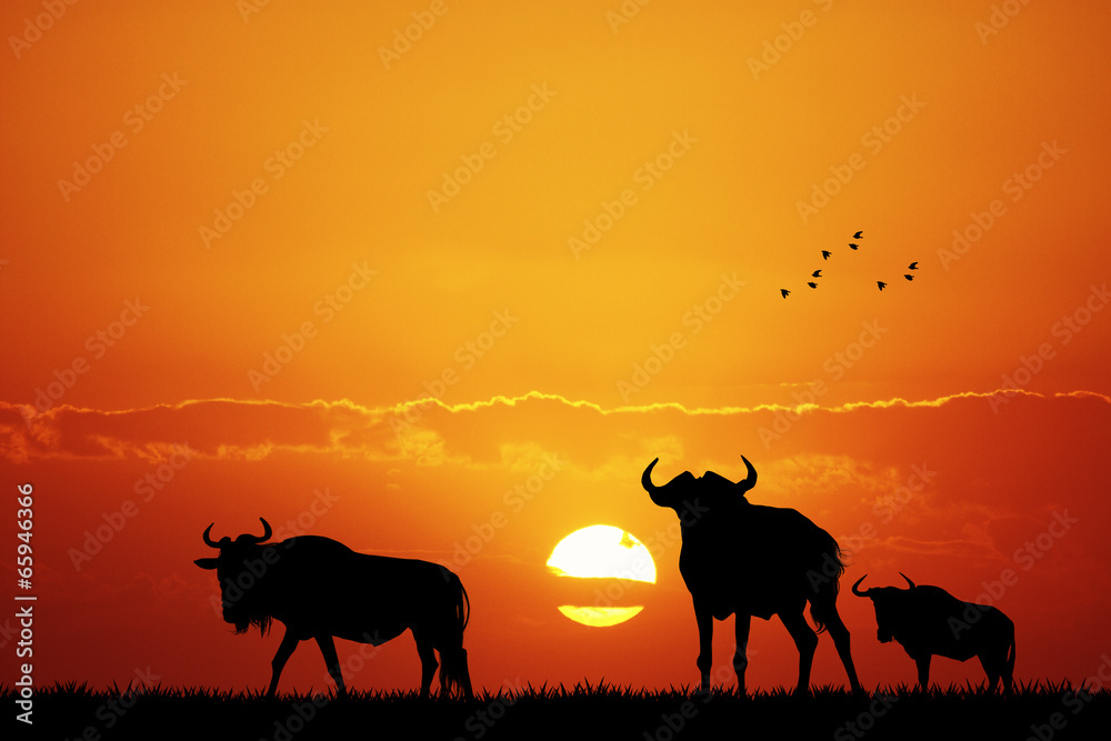 Sticker wildebeest at sunset