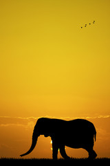 Naklejka premium elephant at sunset