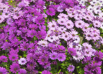 flower chrysanthemum