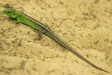 Sand lizard (Lacerta agilis) in the sand