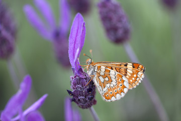 Diurnal white and orange colored butterfly