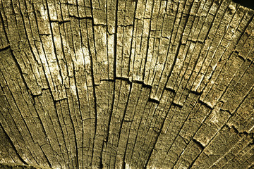 Nature. Trunk of old tree as background texture