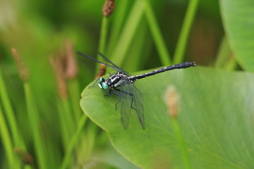Trigomphus melampus in hiroshima,Japan