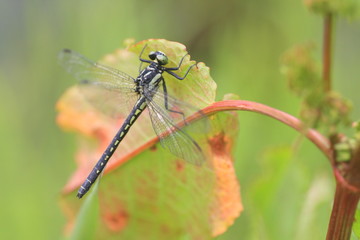 Davidius moiwanus sawanoi in Hiroshia, Japan