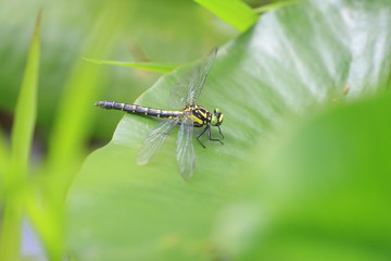 Trigomphus melampus in hiroshima,Japan
