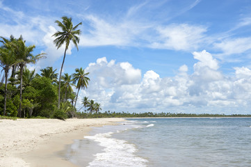 Palm Trees Empty Tropical Brazilian Beach