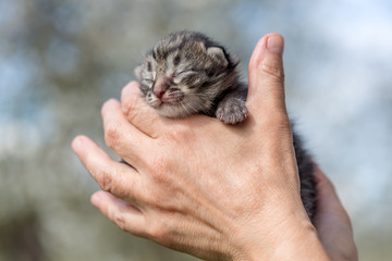 kitten