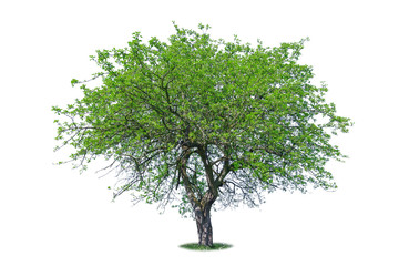 Obraz premium tree