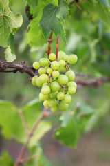 Green grape bunch isolated