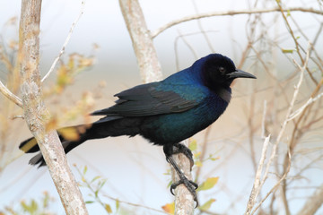 Boat-tailed Grackle (Quiscalus major westoni) in Florida, North 