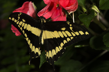 Fototapeta premium King Swallowtail