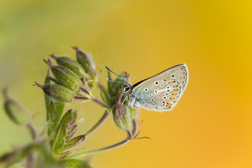 Lycaenidae butterfly resting on Wood cranesbill