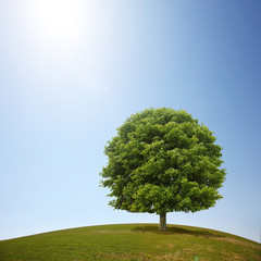 Fototapeta na wymiar Baum auf einem Hügel