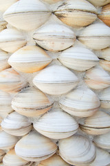 Sea Shells Decoration Background