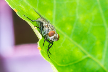 Green Housefly